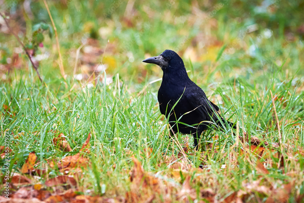 Rook (Corvus frugilegus) Sitting in the Grass Rook (Corvus frugilegus) Sitting in the Grass