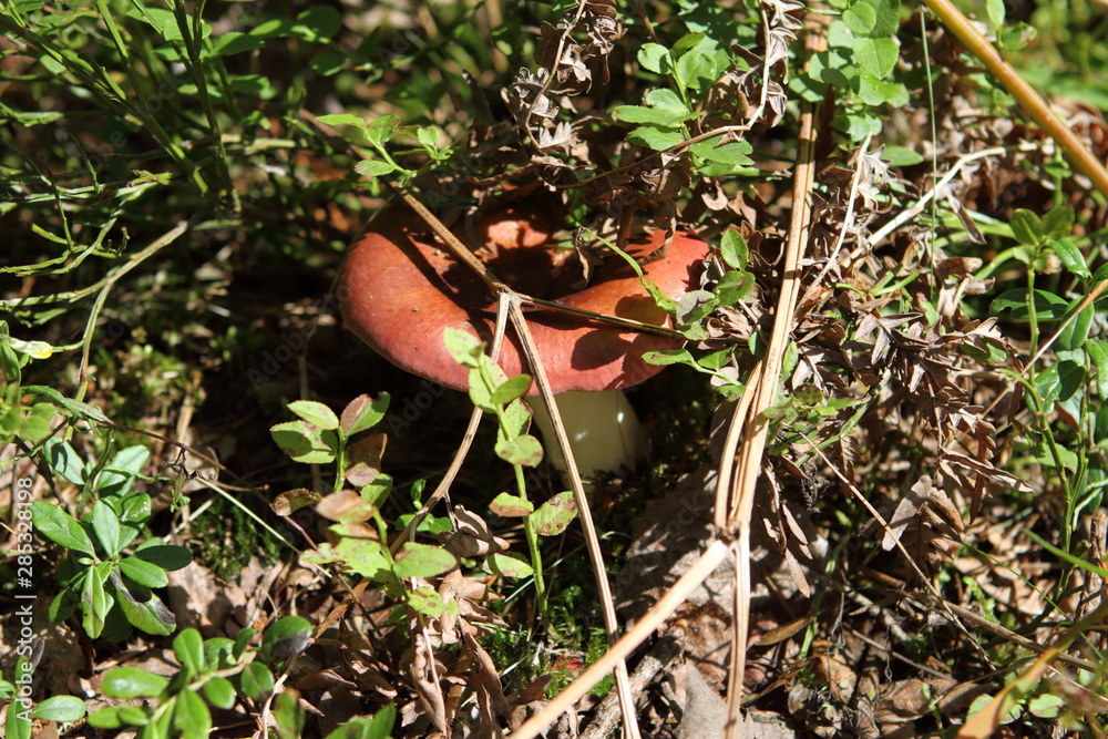 Mushroom in the summer sunlight under the leaves of blueberries. Valdai national Park. Mushroom in the summer sunlight under the leaves of blueberries. Valdai national Park.
