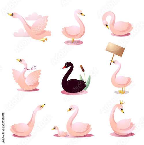 Set of swans in various poses. Raster illustration in flat cartoon style