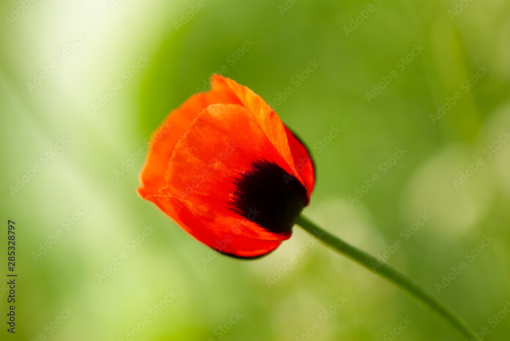 Blooming Poppy Field Flower in the Park on a Green Blurred Background. Blooming Poppy Field Flower in the Park on a Green Blurred Background.