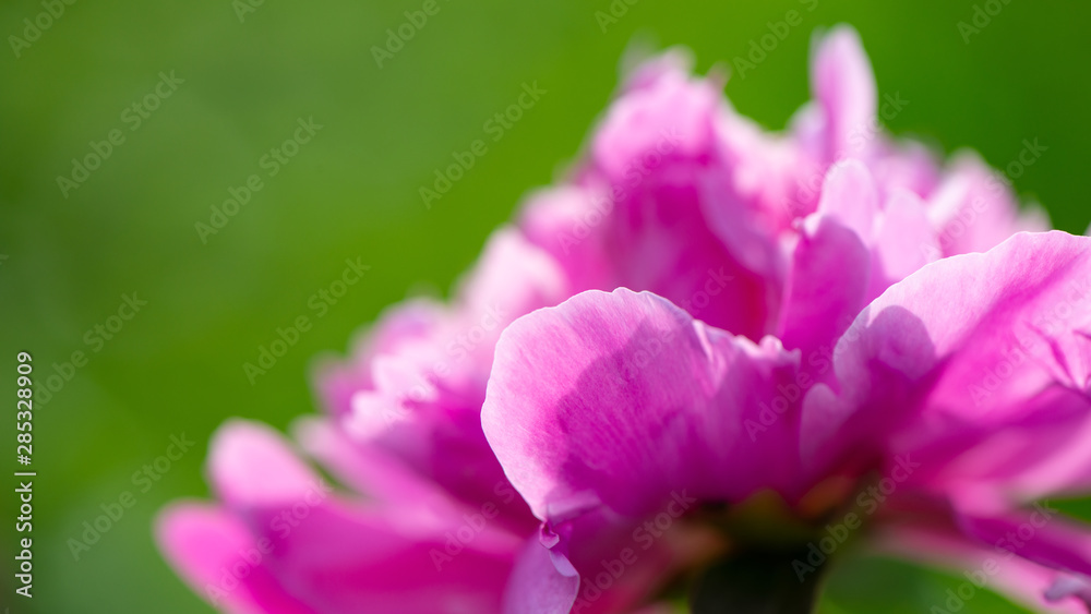 Naklejka premium Blooming Peony Flower on Blurred Green Background in the Garden.
