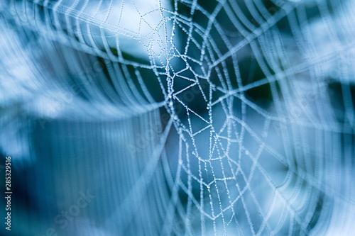Macro of a spider web with a blue background photo