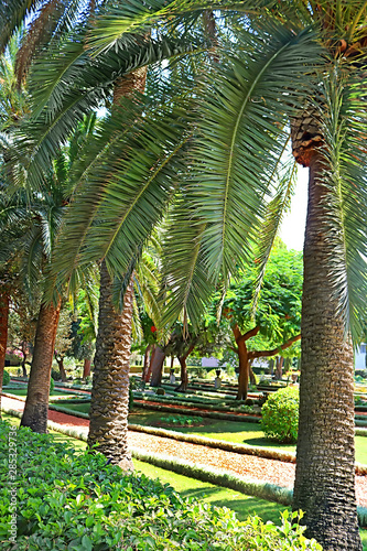 Palm tree alley in Bahai gardens in Acre  Akko   Haifa  Israel