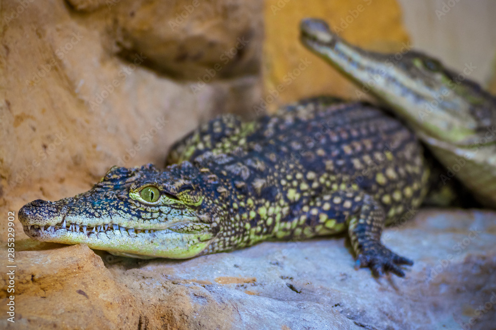 Obraz premium Wild crocodile looking at the camera, close up