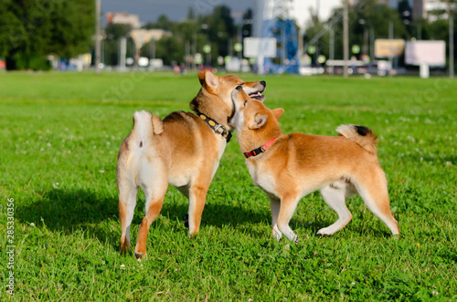 Energetic puppies Shiba Inu are walking and playing. How to protect your dog from overheating. Dogs are getting thirsty. Merry fuss. 