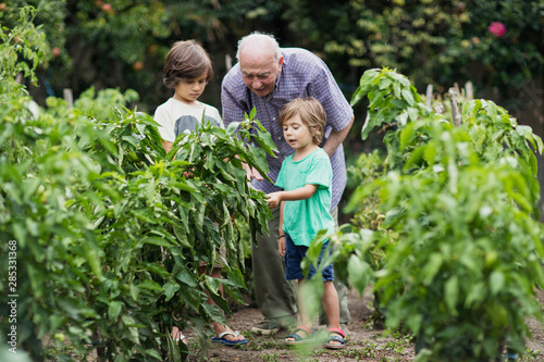 Wallpaper Mural Grandfather and his grandson gardening Torontodigital.ca