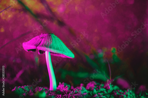 Colorful Psychedelic Mushrooms