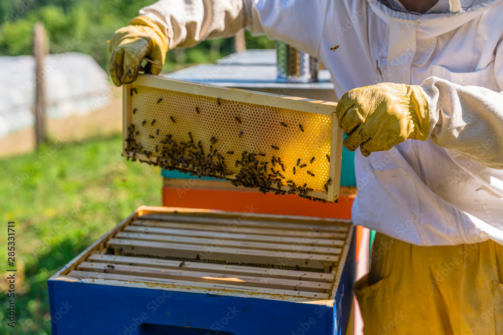 Beekeeper checking frame with honeybees Beekeeper checking frame with honeybees