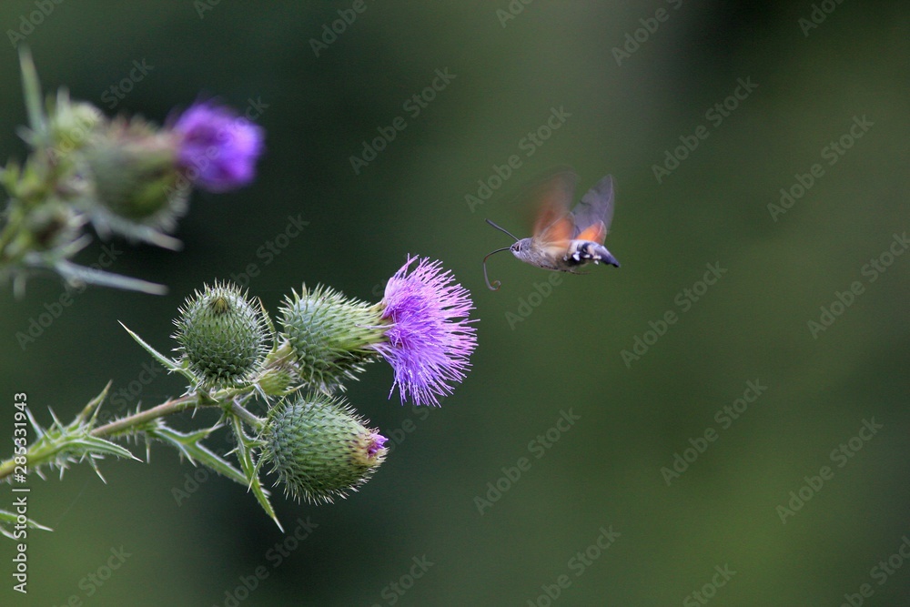 Macroglossum stellatarum butterfly drinks nectar in flight Macroglossum stellatarum butterfly drinks nectar in flight
