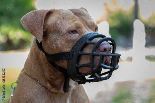 Pitbull Terrier with muzzle