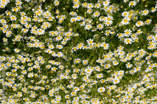 Chamomile flowers. Pharmaceutical camomile. Medicinal plant chamomile, flowering. photo