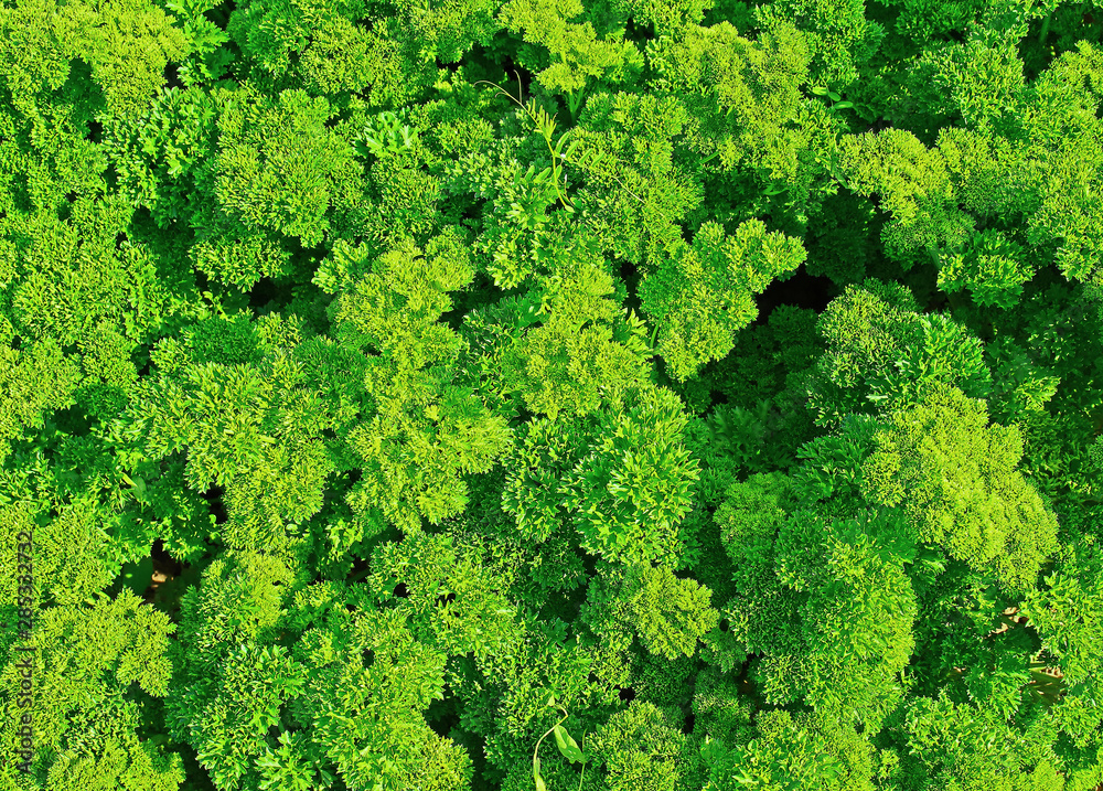 Green bush of curly parsley (Petroselinum) background. Popular culinary flavoring. Essential oil and curly parsley fruits are prohibited for use in the production of biologically active food additives