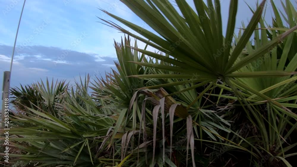 4K: Left side moving green vegetation, reveal of fine sand shore, Miami Beach, Florida 4K: Left side moving green vegetation, reveal of fine sand shore, Miami Beach, Florida