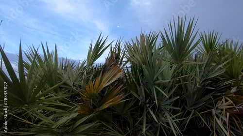 4K: Tilt up green vegetation, reveal of fine sand shore, Miami Beach, Florida photo