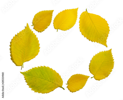 round frame of yellow autumn elm leaves isolated on white background