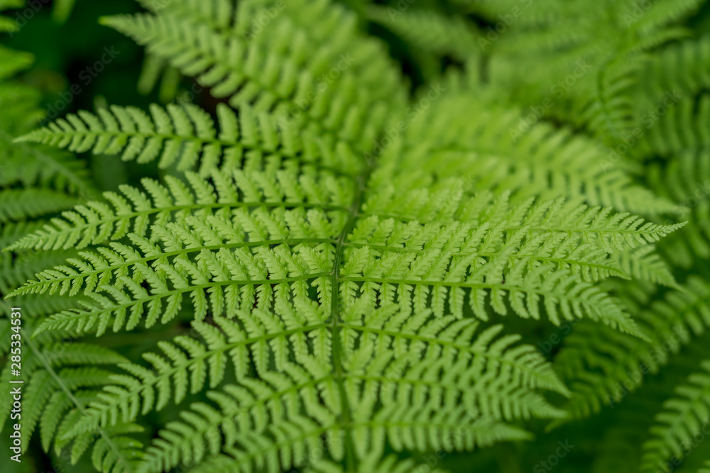 Green leaves of a fern plant