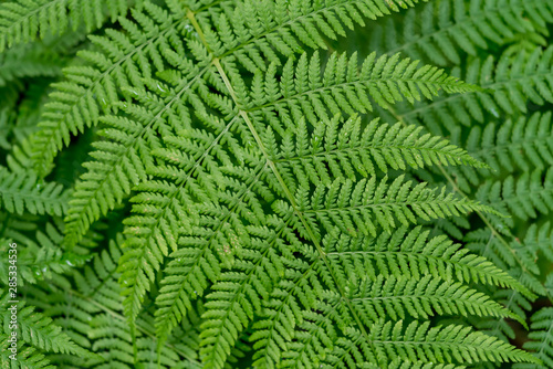 Green leaves of a fern plant