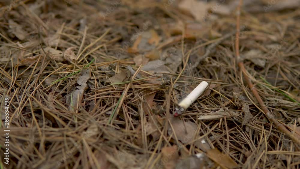 A cigarette smolders in a forest. A man threw a burning cigarette in the forest. Danger of a possible forest fire