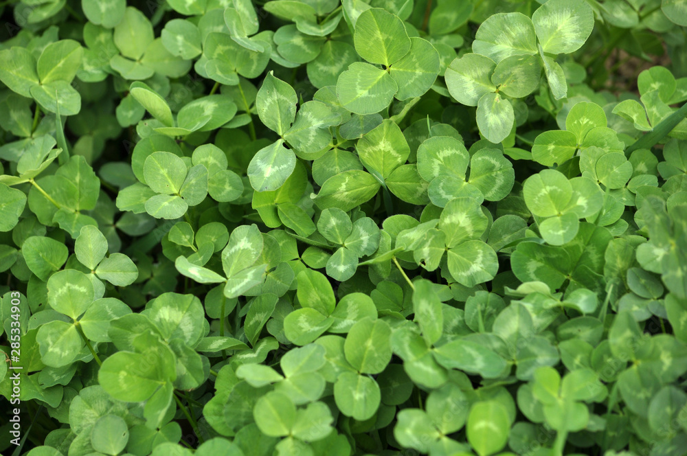 In the spring field young clover grows
