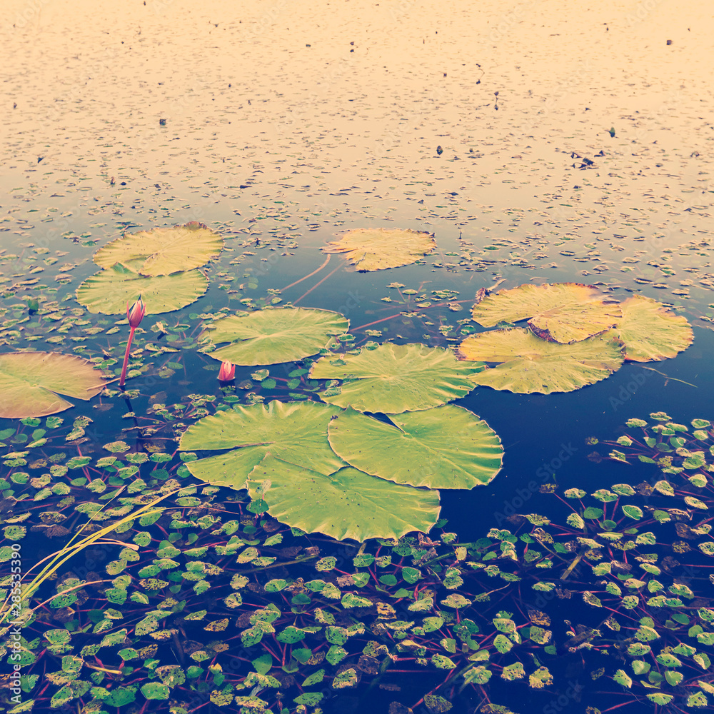 Lily Pads Lily Pads