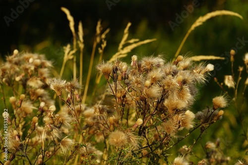 Common donkey thistle, Onopordum acanthium, in a meadow in August 