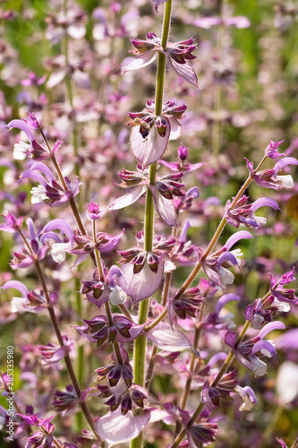Vászonkép A beautiful odorous herb the salvia sclarea