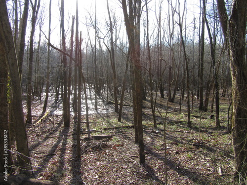 Dead Trees Near Swamp Water