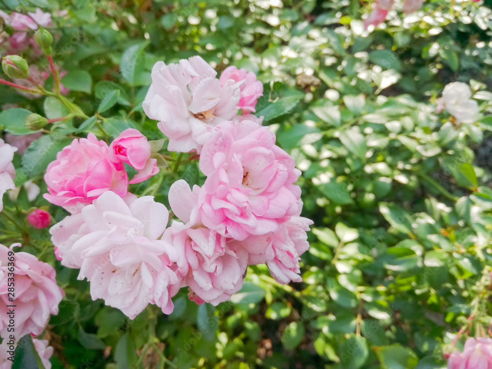 Pink roses in green leaves. Blooming roses in garden. Beautiful pink flowers on blurred background. Copy space