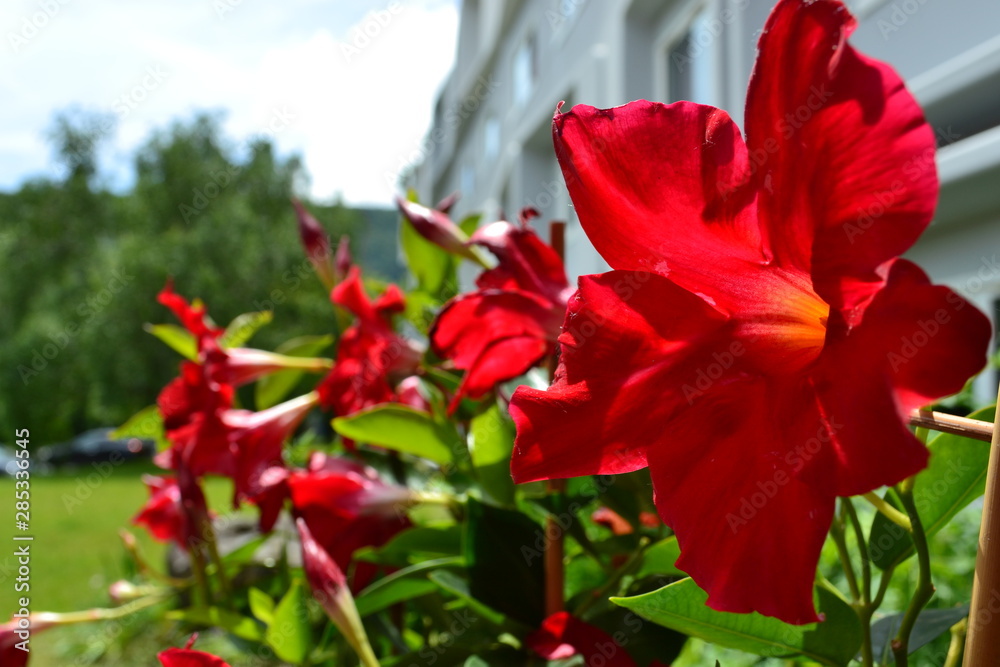 fleures rouges