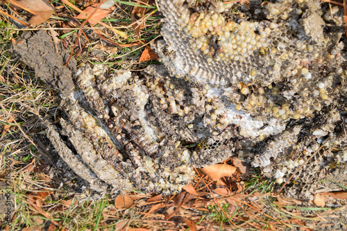 Destroyed hornet's nest. Drawn on the surface of a honeycomb hornet's nest. Larvae and pupae of wasps. Vespula vulgaris