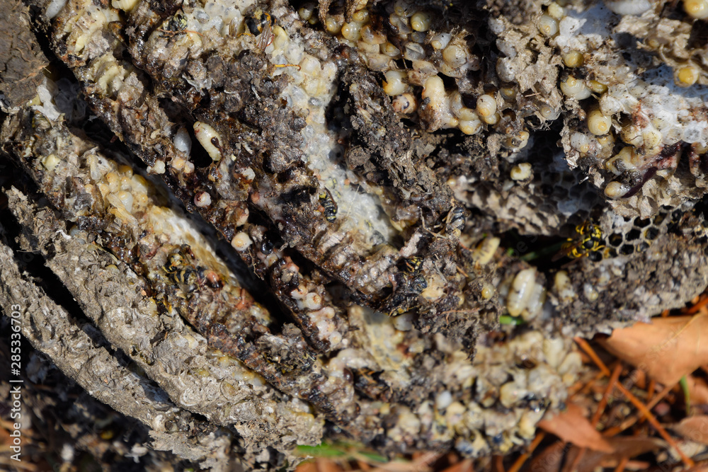 Destroyed hornet's nest. Drawn on the surface of a honeycomb hornet's nest. Larvae and pupae of wasps. Vespula vulgaris Destroyed hornet's nest. Drawn on the surface of a honeycomb hornet's nest. Larvae and pupae of wasps. Vespula vulgaris