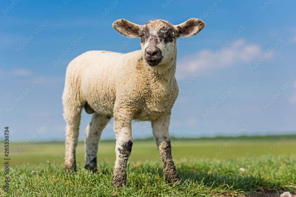 Obraz premium Lamm auf dem Deich bei St. Peter-Ording; Nordfriesland; Deutschland