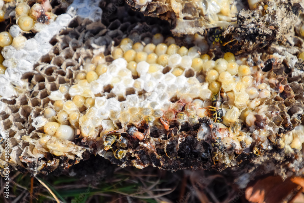Destroyed hornet's nest. Drawn on the surface of a honeycomb hornet's nest. Larvae and pupae of wasps. Vespula vulgaris Destroyed hornet's nest. Drawn on the surface of a honeycomb hornet's nest. Larvae and pupae of wasps. Vespula vulgaris