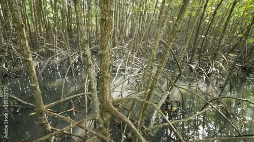 mangrove forest tree and root at Tung Prong Thong, Rayong province, Thailand photo