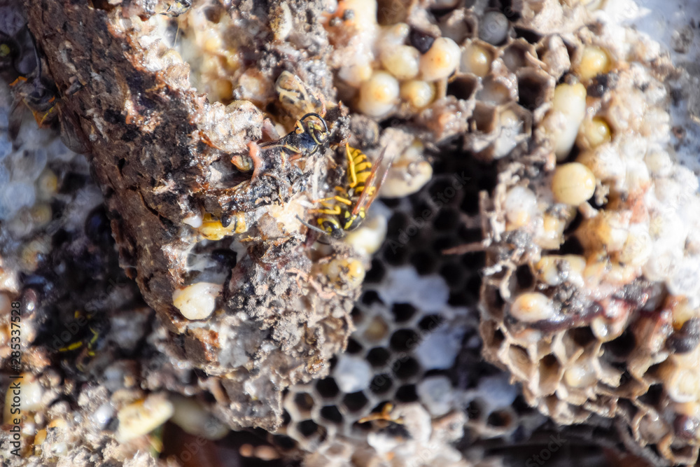 Destroyed hornet's nest. Drawn on the surface of a honeycomb hornet's nest. Larvae and pupae of wasps. Vespula vulgaris Destroyed hornet's nest. Drawn on the surface of a honeycomb hornet's nest. Larvae and pupae of wasps. Vespula vulgaris