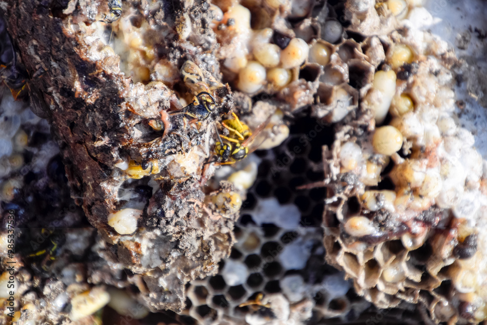 Destroyed hornet's nest. Drawn on the surface of a honeycomb hornet's nest. Larvae and pupae of wasps. Vespula vulgaris Destroyed hornet's nest. Drawn on the surface of a honeycomb hornet's nest. Larvae and pupae of wasps. Vespula vulgaris