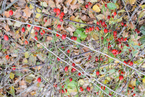 Hips bush with ripe berries. Berries of a dogrose on a bush. Fruits of wild roses. Thorny dogrose. Red rose hips. photo