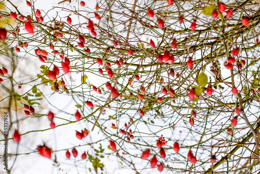 Hips bush with ripe berries. Berries of a dogrose on a bush. Fruits of wild roses. Thorny dogrose. Red rose hips. Hips bush with ripe berries. Berries of a dogrose on a bush. Fruits of wild roses. Thorny dogrose. Red rose hips.