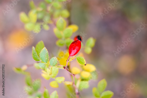 Red ripe briar berries, macro photo. Hips bush with ripe berries. Berries of a dogrose on a bush. Fruits of wild roses. Thorny dogrose. Red rose hips. photo