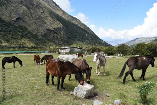Donkeys on Salkantay Trek to Machu Picchu, Peru.