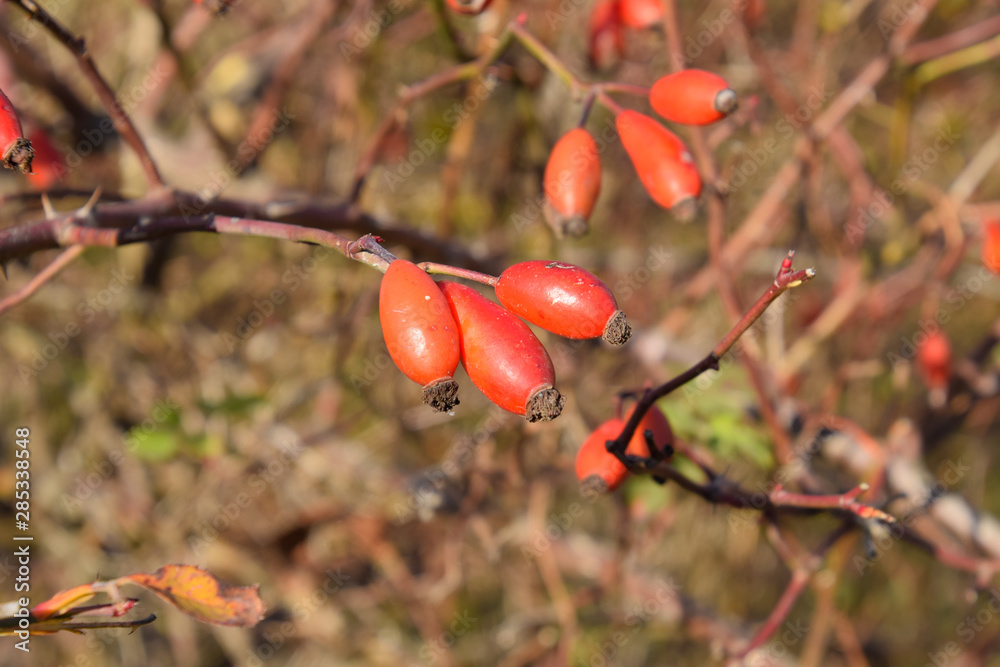 Φωτογραφία Hips bush with ripe berries. Berries of a dogrose on a bush. Fru