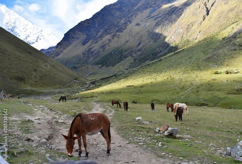 Donkeys on Salkantay Trek to Machu Picchu  Peru.