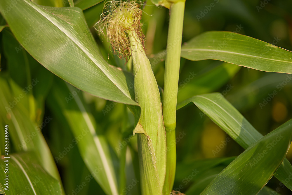 A selective focus picture of corn cob in organic corn field A selective focus picture of corn cob in organic corn field