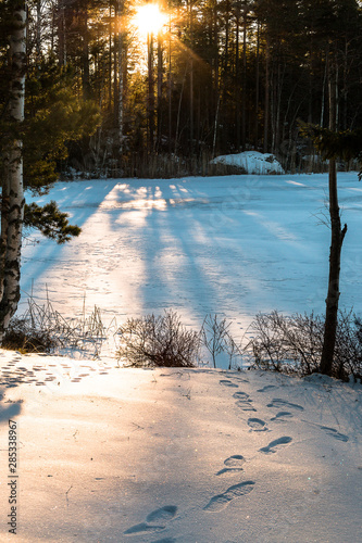 winter landscape in Sweden during the evening light  sunny day  Pine trees.