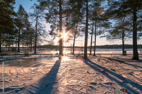 winter landscape in Sweden during the evening light  sunny day  Pine trees.