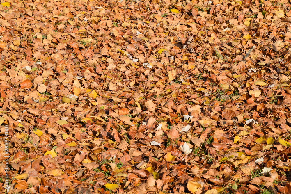 Textural background from fallen leaves of a poplar. An autumn ca Textural background from fallen leaves of a poplar. An autumn ca