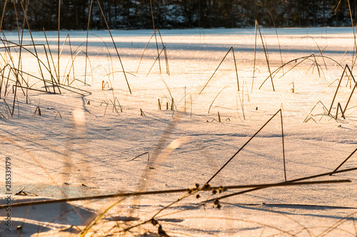 winter landscape in Sweden during the evening light  sunny day  Pine trees.
