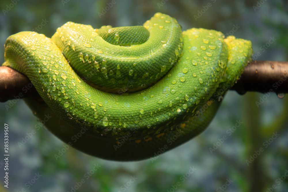 Naklejka premium Green Tree Python Skin Body Resting on Tree Branch Water Droplet