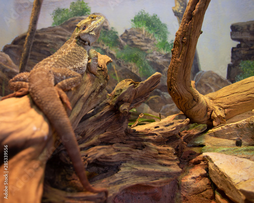 Central Breaded Dragon Reptile Lizard Resting on Tree Branch Full Body