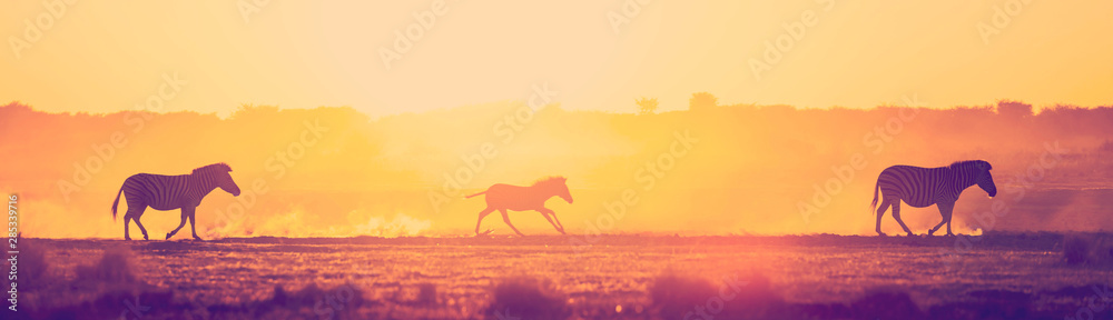 Zebra Family Sunset Zebra Family Sunset